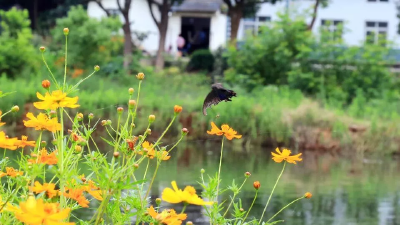【V视】空中看坝陵，风景美如画！