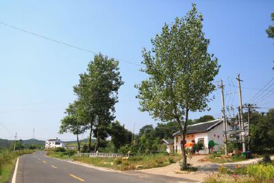 【生态文明实践】湖北当阳：一棵树的故事！