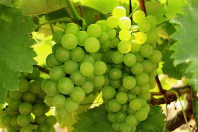 【乡情乡愁】湖北当阳：几分“不老实”换得“真合意”