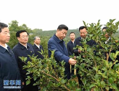 习近平在光山县深入油茶园和农村考察调研