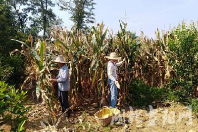 半月镇：党员干部齐上阵，入户探亲再发力