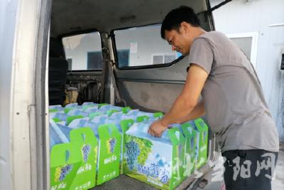 产业扶贫结硕果 生态葡萄正飘香