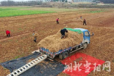 坝陵群华村：甘甜鱼腥草 增收致富宝