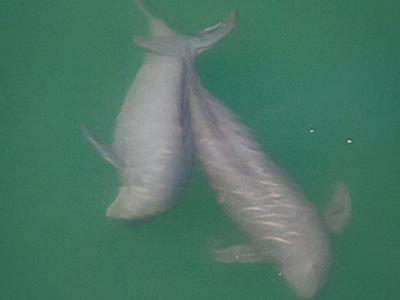 蓝天绿水秀美城，微笑天使盼嘉宾