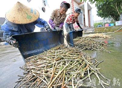 当阳特色农业成增收亮点