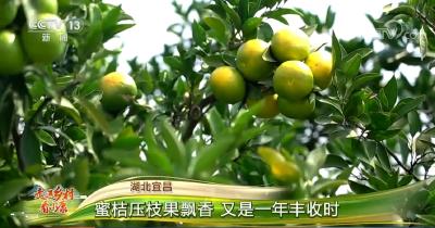 [走进乡村看小康]湖北宜昌 蜜桔压枝果飘香 又是一年丰收时