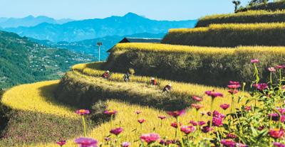 希望的田野 丰收的中国