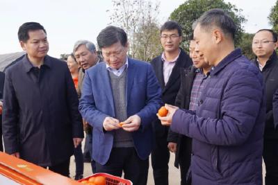 邓秀新调研我市柑橘产业发展情况