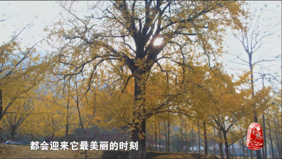 《记住乡愁》新春献映——《钱冲村：一棵黄金树铺就黄金路》