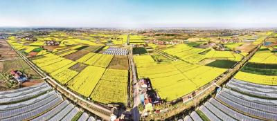 当阳：“定、分、止、争”跑出乡村振兴加速度