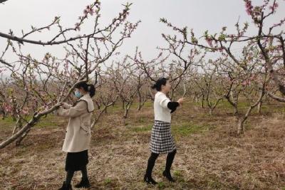 踏春赏花到半月 不负三月好春光