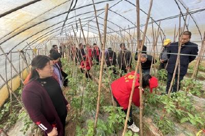 【精神文明创建活动宣传阐释·文明培育】河溶镇：农技服务下田间 力保辣椒产丰收