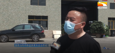 太牛了！当阳这个村靠种莴苣 年进账超亿元