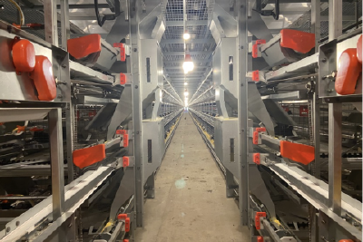 当阳着力打造“小鸡蛋”大产业