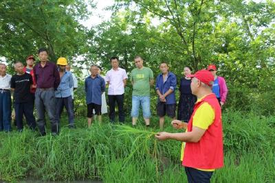 田间稗草难清除 专家上门送服务