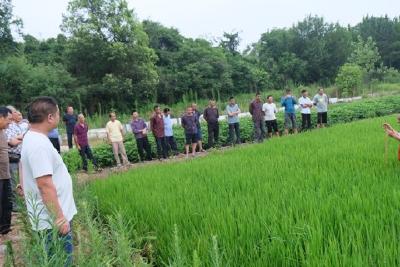 龙井村新时代文明实践站线上线下同步组织村民抓好水稻夏季病虫防治