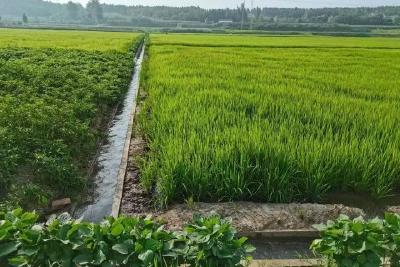 漳河灌区放水解旱情