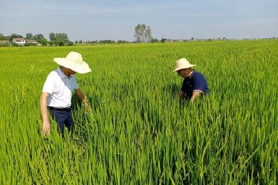 市农业农村局：干群团结心连心 齐心打赢抗旱保收攻坚战