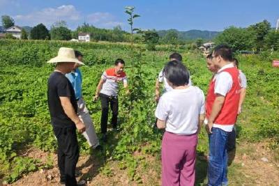 焦堤村新时代文明实践站线上线下开展农业技术科普进农村活动