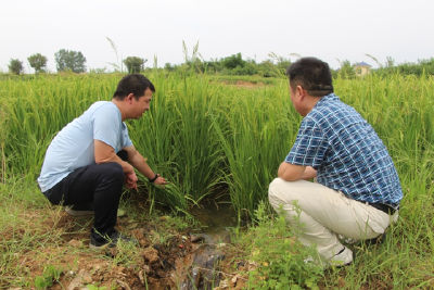 坝陵街道纪工委一线查看抗旱减灾情况 