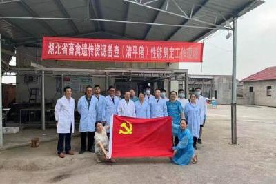 开展清平猪性能测定 助力畜禽种质资源高质量发展 