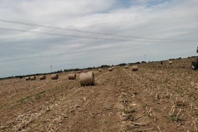 当阳：全力推进秸秆高质化利用进程