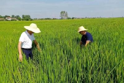 当阳：勠力同心  打赢抗旱“攻坚战”