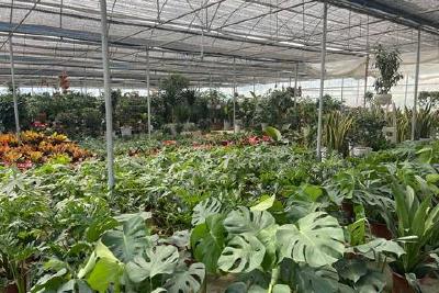 “小苗苗”变大产业 铺就乡村振兴路