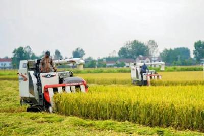 【干好每一天 喜迎二十大】 我市多措并举确保53万亩中稻颗粒归仓