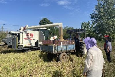 庙前镇：金秋时节稻飘香  水稻开镰收割忙