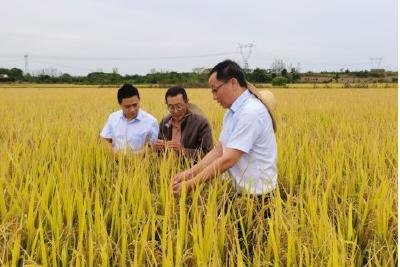 中国银行“水稻贷” “贷”来金秋好“丰”光