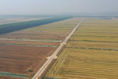 【奋进新征程 建功新时代】湖北当阳：秋播正当时 冬闲田不再“闲”