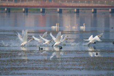 这个秋天，被义城当阳惊艳～