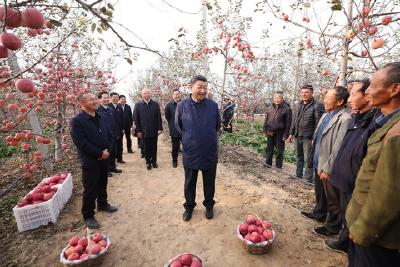 总书记关心的苹果成为乡亲们脱贫致富的“幸福果”