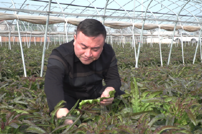 【学习先进模范·宜昌楷模】杜兴国 ：扎根田垄 打造蔬菜致富路