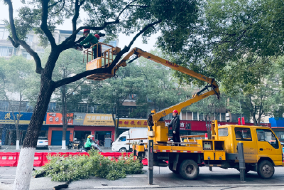 市住建局：为长坂路排水管网改造助力  33株行道树“搬新家”