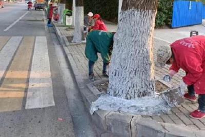 市住建局为树木穿“冬衣”