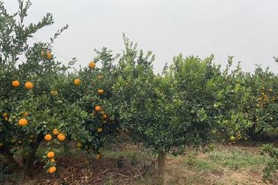 网红柑橘撬动富民甜蜜产业