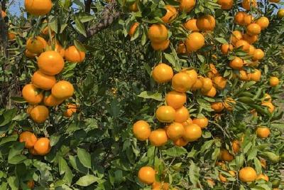 【宣传阐释社会主义核心价值观】我市柑橘进入销售旺季 价格再创新高