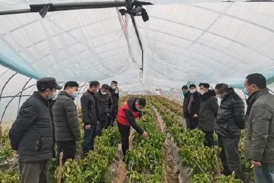 市科协开展大棚辣椒种植技术科普