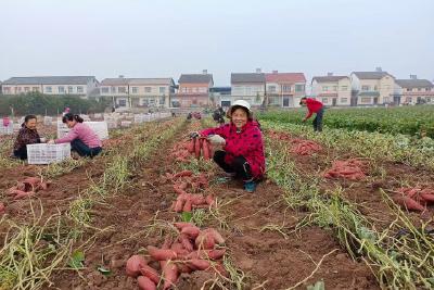“长坂坡”区域公用品牌助力当阳红薯闯市场