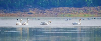当阳“贵客”来啦！