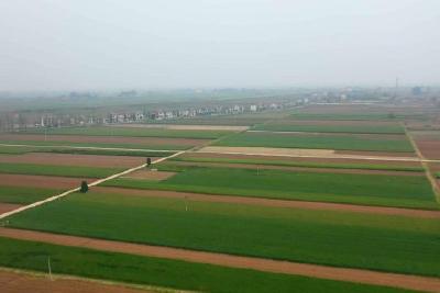 【奋进新征程 建功新时代】红头白秆香味浓  “长坂坡大蒜”种出“万元田”