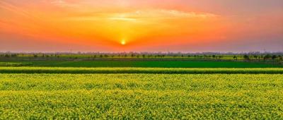 当阳油菜花海美上央视！