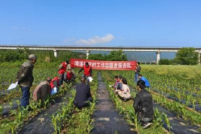 志愿服务到田间   科技兴农促振兴