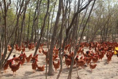 别让一只双莲鸡活着离开当阳......