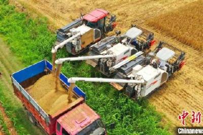 【中新网】湖北当阳：小麦“开镰” “丰”景如画