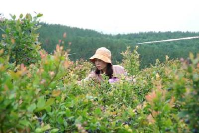 【奋进新征程 建功新时代】喜上“莓”梢  庙前镇千亩蓝莓迎丰收