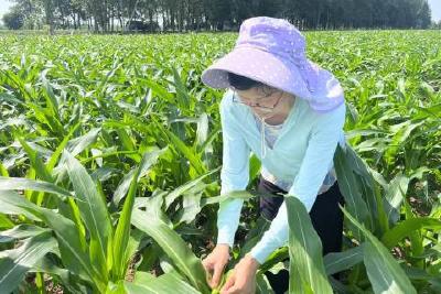 粮食安全  科学植保显担当