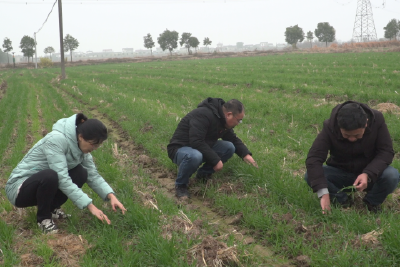 农技人员田间把脉问诊 指导油菜小麦安全越冬